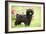 Black Poodle Outside in Garden with Grass in Mouth-null-Framed Photographic Print