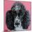 Black Poodle-Carolee Vitaletti-Mounted Art Print