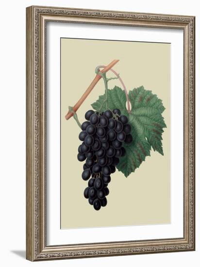 Black Prince Grape-William Hooker-Framed Art Print