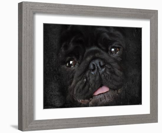 Black Pug Portrait-Jai Johnson-Framed Giclee Print