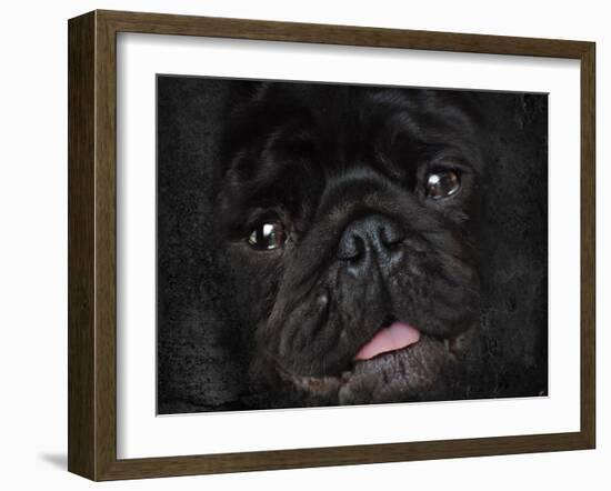 Black Pug Portrait-Jai Johnson-Framed Giclee Print