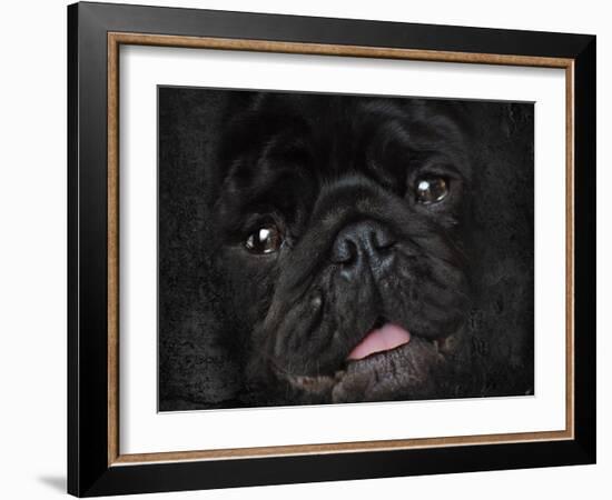 Black Pug Portrait-Jai Johnson-Framed Giclee Print