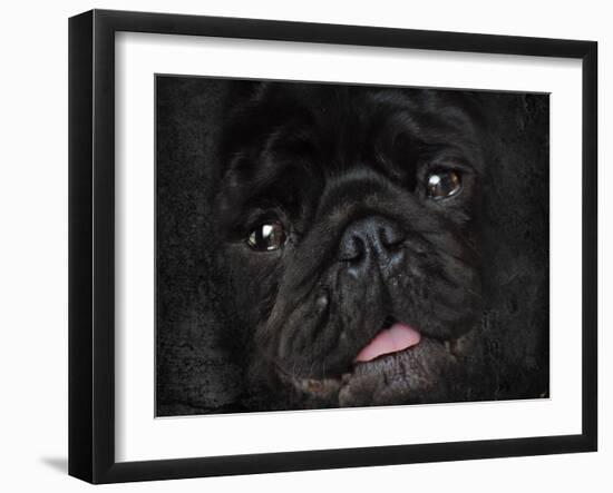 Black Pug Portrait-Jai Johnson-Framed Giclee Print