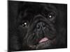 Black Pug Portrait-Jai Johnson-Mounted Giclee Print