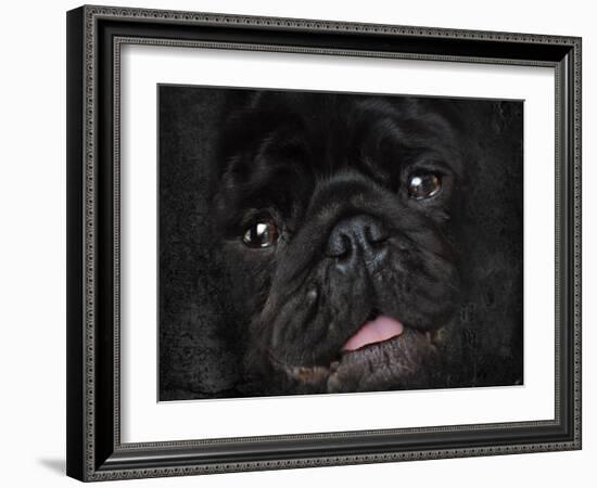 Black Pug Portrait-Jai Johnson-Framed Giclee Print