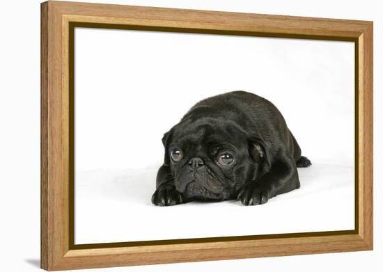 Black Pug Puppy (6 Weeks Old) Lying Down-null-Framed Premier Image Canvas