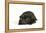 Black Pug Puppy (6 Weeks Old) Lying Down-null-Framed Premier Image Canvas