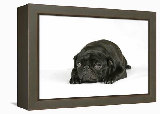 Black Pug Puppy (6 Weeks Old) Lying Down-null-Framed Premier Image Canvas