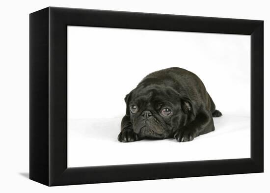 Black Pug Puppy (6 Weeks Old) Lying Down-null-Framed Premier Image Canvas