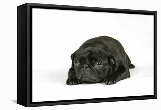 Black Pug Puppy (6 Weeks Old) Lying Down-null-Framed Premier Image Canvas