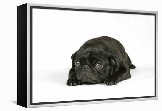 Black Pug Puppy (6 Weeks Old) Lying Down-null-Framed Premier Image Canvas