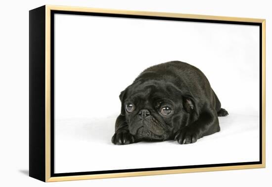 Black Pug Puppy (6 Weeks Old) Lying Down-null-Framed Premier Image Canvas