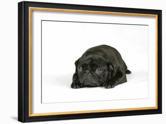 Black Pug Puppy (6 Weeks Old) Lying Down-null-Framed Photographic Print