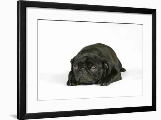 Black Pug Puppy (6 Weeks Old) Lying Down-null-Framed Photographic Print