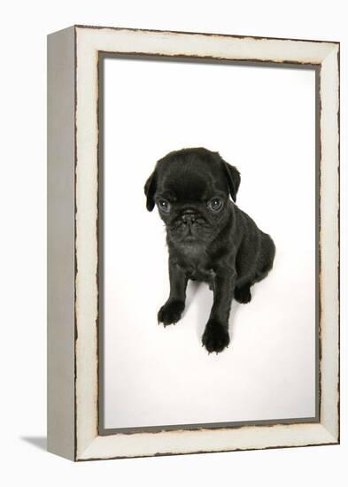 Black Pug Puppy (6 Weeks Old)-null-Framed Premier Image Canvas