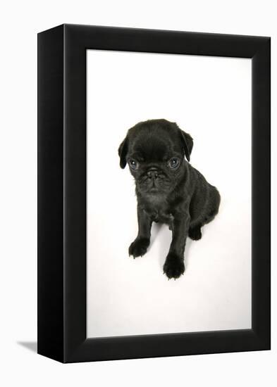 Black Pug Puppy (6 Weeks Old)-null-Framed Premier Image Canvas