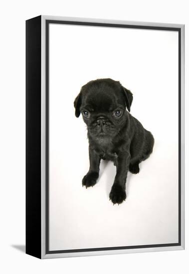 Black Pug Puppy (6 Weeks Old)-null-Framed Premier Image Canvas