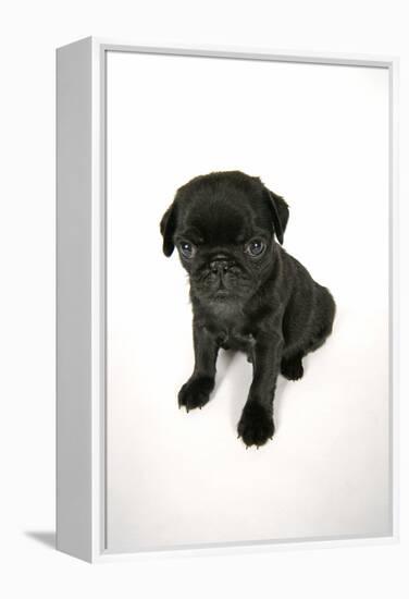 Black Pug Puppy (6 Weeks Old)-null-Framed Premier Image Canvas