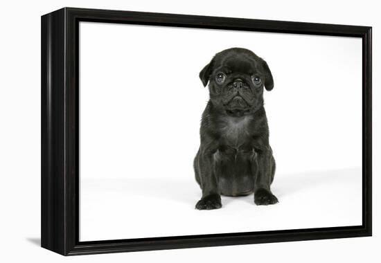 Black Pug Puppy (6 Weeks Old)-null-Framed Premier Image Canvas