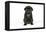 Black Pug Puppy (6 Weeks Old)-null-Framed Premier Image Canvas