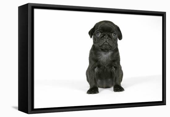 Black Pug Puppy (6 Weeks Old)-null-Framed Premier Image Canvas