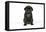 Black Pug Puppy (6 Weeks Old)-null-Framed Premier Image Canvas