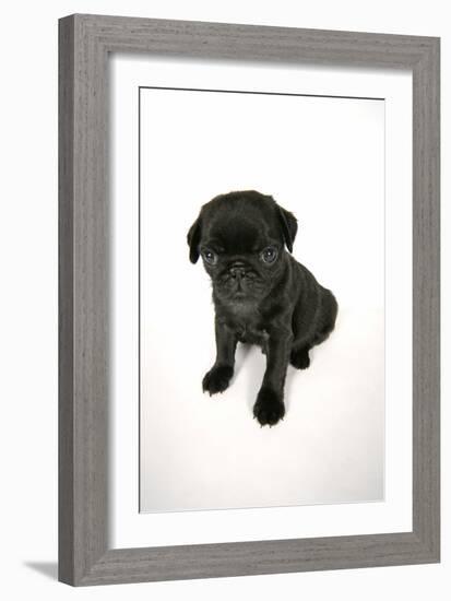 Black Pug Puppy (6 Weeks Old)-null-Framed Photographic Print