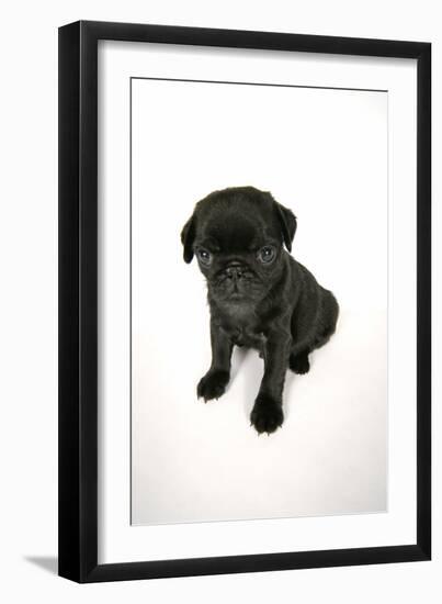 Black Pug Puppy (6 Weeks Old)-null-Framed Photographic Print