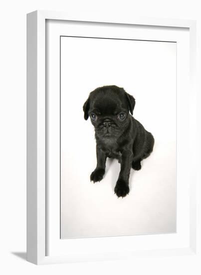 Black Pug Puppy (6 Weeks Old)-null-Framed Photographic Print