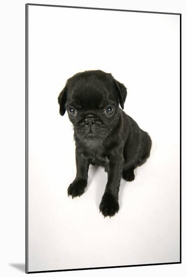 Black Pug Puppy (6 Weeks Old)-null-Mounted Photographic Print