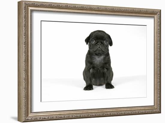 Black Pug Puppy (6 Weeks Old)-null-Framed Photographic Print