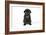 Black Pug Puppy (6 Weeks Old)-null-Framed Photographic Print