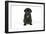 Black Pug Puppy (6 Weeks Old)-null-Framed Photographic Print