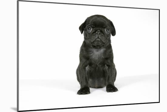 Black Pug Puppy (6 Weeks Old)-null-Mounted Photographic Print