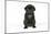 Black Pug Puppy (6 Weeks Old)-null-Mounted Photographic Print