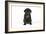 Black Pug Puppy (6 Weeks Old)-null-Framed Photographic Print