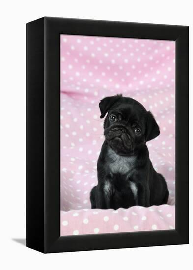 Black Pug Puppy (8 Wks Old)-null-Framed Premier Image Canvas