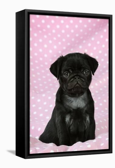 Black Pug Puppy (8 Wks Old)-null-Framed Premier Image Canvas