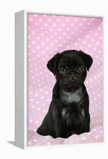 Black Pug Puppy (8 Wks Old)-null-Framed Premier Image Canvas