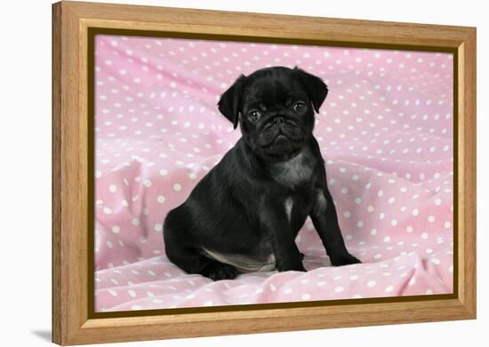 Black Pug Puppy (8 Wks Old)-null-Framed Premier Image Canvas