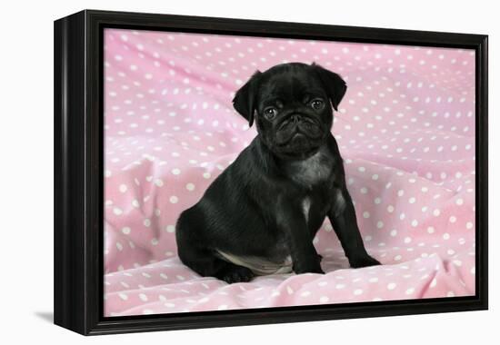 Black Pug Puppy (8 Wks Old)-null-Framed Premier Image Canvas