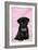 Black Pug Puppy (8 Wks Old)-null-Framed Photographic Print