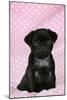 Black Pug Puppy (8 Wks Old)-null-Mounted Photographic Print