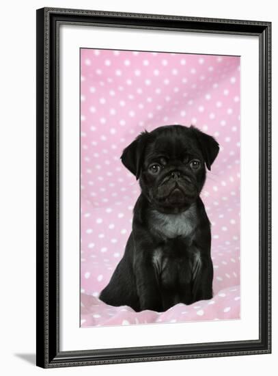 Black Pug Puppy (8 Wks Old)-null-Framed Photographic Print