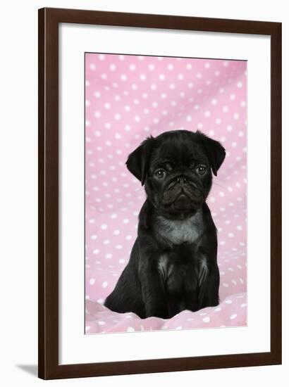 Black Pug Puppy (8 Wks Old)-null-Framed Photographic Print