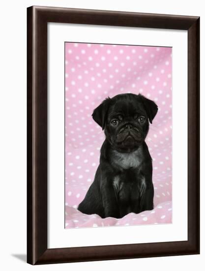 Black Pug Puppy (8 Wks Old)-null-Framed Photographic Print