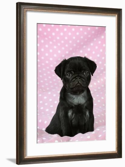 Black Pug Puppy (8 Wks Old)-null-Framed Photographic Print