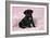 Black Pug Puppy (8 Wks Old)-null-Framed Photographic Print