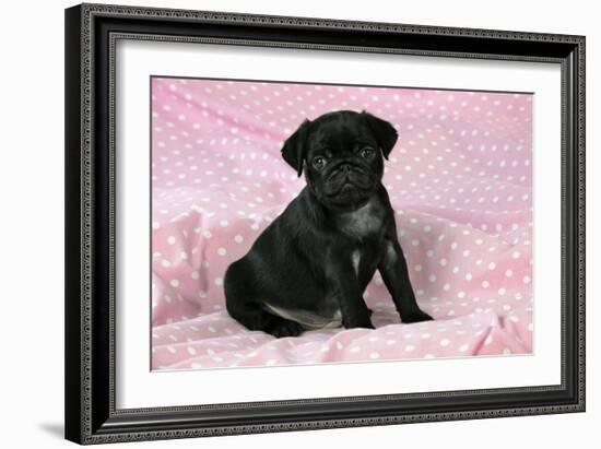 Black Pug Puppy (8 Wks Old)-null-Framed Photographic Print