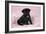 Black Pug Puppy (8 Wks Old)-null-Framed Photographic Print